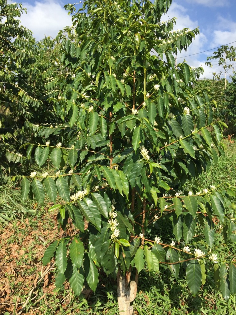 kona coffee growing season flower buds