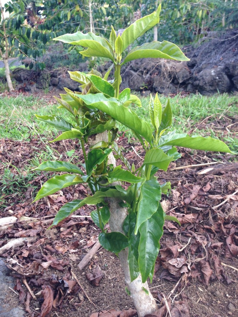 kona coffee growing season new verticals