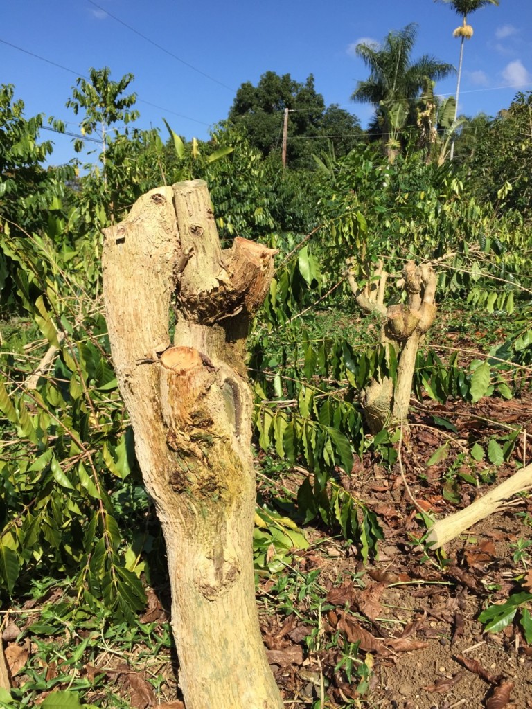 kona coffee growing season stumped tree